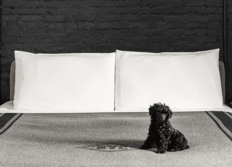 Small fluffy dog sat on large bed in black and white image.
