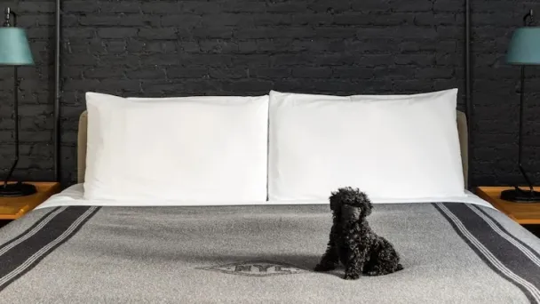 Small fluffy dog sat on large bed in black and white image.