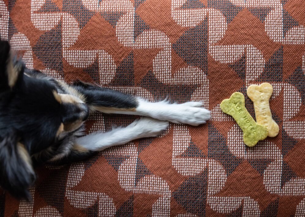 Dog lying on patterned blanket with front paws outstretched toward three bone-shaped dog treats.